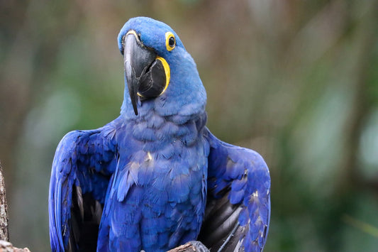 5 Bird Species We Need To Consider Saving