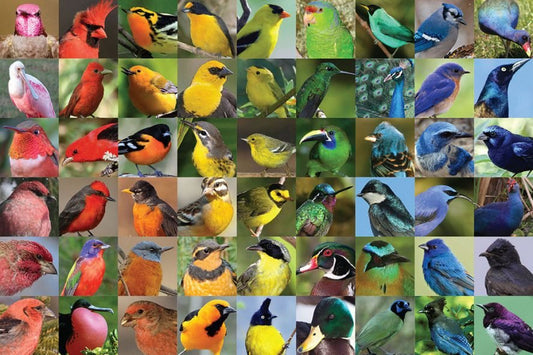 Fashion for a Cause: Empowering Endangered Birds Through Sustainable Clothing