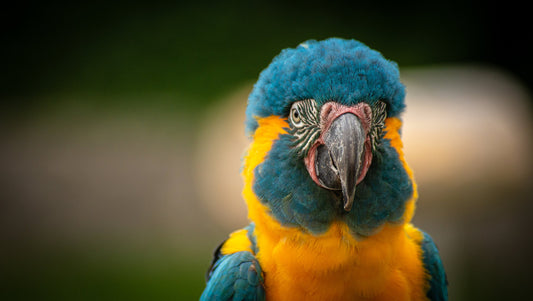 Meet The Blue Throated Macaw: The Bird That Inspired Our Limited Edition Shirt.