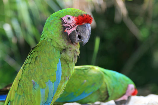 Green is for Military Macaw