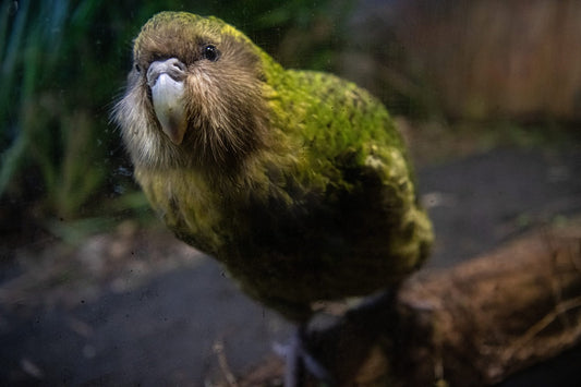 Kakapo: The Endangered Bird Inspiration for Our Future Exclusive Shirt Design