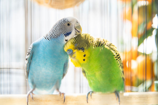 Green, Blue, Yellow and White bundles of love!