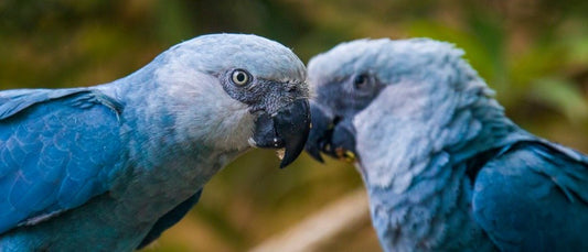 Spix Macaw