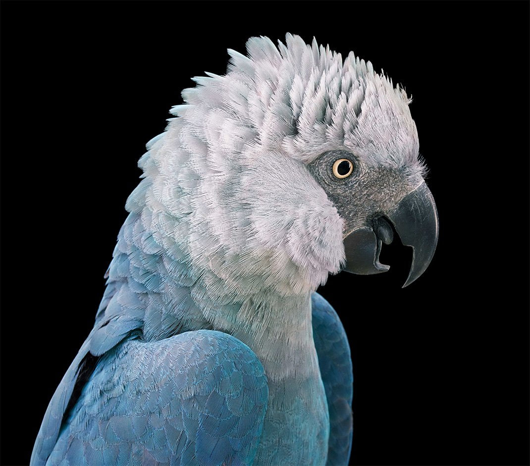 The Amazing Parrot That Inspired Our First Product: The Spix Macaw